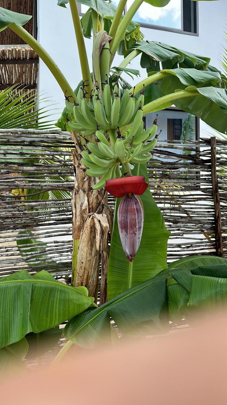 Maracuja Villa Zanzibar Bwejuu Luaran gambar